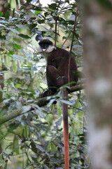 Obraz premium The red-tailed monkey (Cercopithecus ascanius), also known as the black-cheeked white-nosed monkey, red-tailed guenon, redtail monkey, or Schmidt's guenon, 
