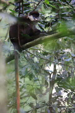 The red-tailed monkey (Cercopithecus ascanius), also known as the black-cheeked white-nosed monkey, red-tailed guenon, redtail monkey, or Schmidt's guenon, 