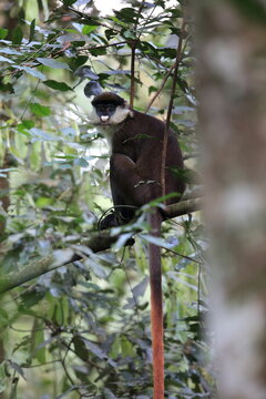 The red-tailed monkey (Cercopithecus ascanius), also known as the black-cheeked white-nosed monkey, red-tailed guenon, redtail monkey, or Schmidt's guenon, 