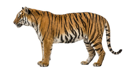 Fototapeta premium Bengal tiger standing in side view, isolated on transparent background. Powerful wild animal ideal for wildlife design, branding, and conservation themes.