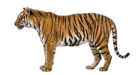 Bengal tiger standing in side view, isolated on transparent background. Powerful wild animal ideal for wildlife design, branding, and conservation themes.
