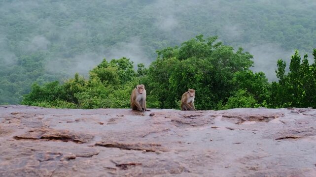 Wild monkeys of the island of Sri Lanka. Macaques on the Pidurangula Rock, a meeting during the ascent to the observation rock overlooking Sigiriya.