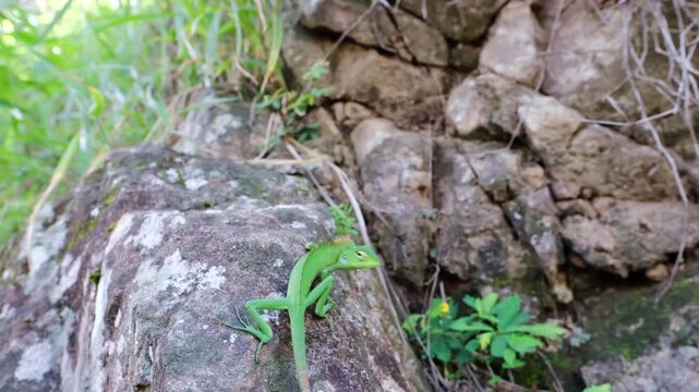 A green lizard on a rock.