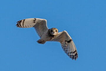 Short-eared owl (Asio flammeus)