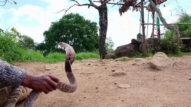 A spectacled cobra in the hands of a snake charmer in Sri Lanka.