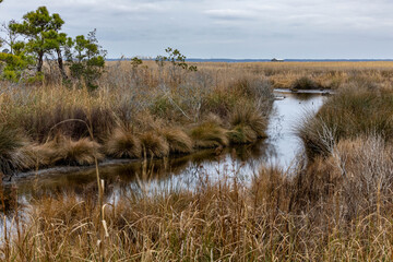 Photo of the Marshes on the edge of Albemarle Sound at the Nags Head Woods Preserve North Carolina