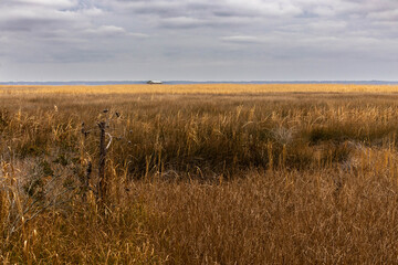 Photo of the Marshes on the edge of Albemarle Sound at the Nags Head Woods Preserve North Carolina