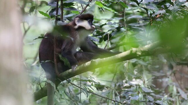 The red-tailed monkey (Cercopithecus ascanius), also known as the black-cheeked white-nosed monkey, red-tailed guenon, redtail monkey, or Schmidt's guenon, 