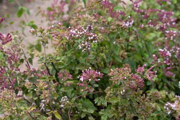Oregano Origanum vulgare purple violet flowers on nature. A medicinal plant that is also used as a spice; a good honey plant.