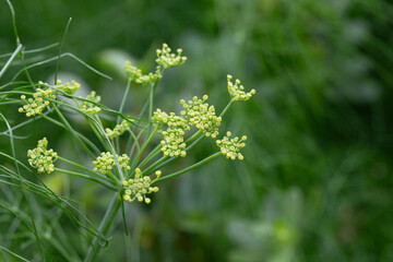 Flowers and leaves of fennel or dill or Foeniculum in the garden. Fennel fruits and essential oil are used in cooking as a spicy seasoning. Green fennel leaves are added to salads.