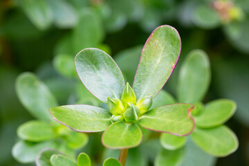 Portulaca oleracea (common purslane, verdolaga, pursley) in field. It is used as traditional Chinese medical herbal, which has cooling and detoxification effect.