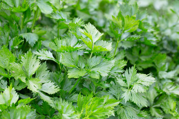 Celery or Apium graveolens growing on the pot in the garden.