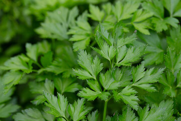 Bright shining green leaves of garden flat-leaf parsley (Petroselinum sativum) in sunlight, growing in organic (bio) private garden in summer. Close up.