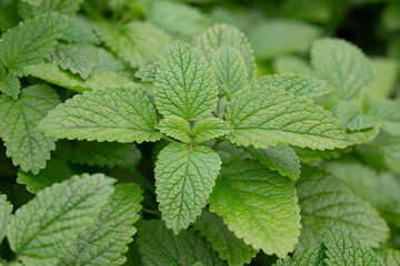 Green leaves of lemon balm melissa officinalis plant in the mint family. Close-up of young leaves of a medicinal plant in a garden.