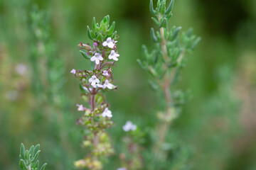 Thymus vulgaris or common thyme. Flowering thyme in the wild.