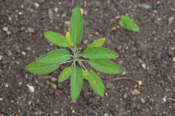 Green leaves of Salvia officinalis. the common sage. a perennial, evergreen subshrub. Young green leaves of a medicinal plant in the garden.