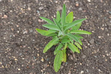 Green leaves of Salvia officinalis. the common sage. a perennial, evergreen subshrub. Young green leaves of a medicinal plant in the garden.