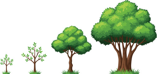 Cartoon vector illustration of four green trees showing different growth stages from small sapling to mature canopy on white background,