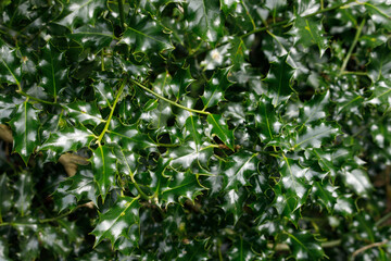 Close-up of spiky holly leaves in Ireland