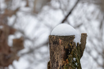Snow layer on a stump.Winter forest.