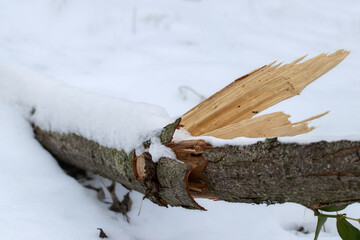 Broken tree branch after snowfall in the forest.