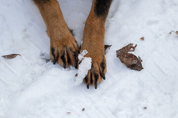 Dog paws in the snow.Care and protection of the skin of the dog's paws in the cold winter.