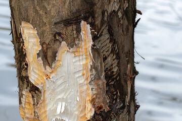 Tree gnawed by a beaver close-up.