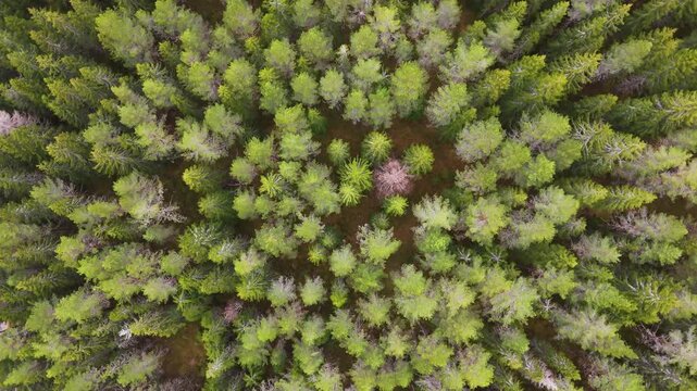 vertical norway perspective tightly packed forest canopy fresh green conifers leafless trees form dense textured pattern dark ground drone view 