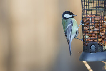 Great Tit On Nut Feeder - 241D7788 © Hizglebe