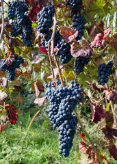 Pormenor de cachos de uvas tintas org&acirc;nicas de elevada qualidade. Produ&ccedil;&atilde;o de vinho tinto Vinho Verde.