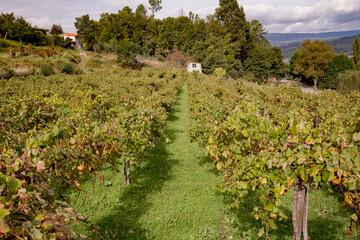 Vinha verde com uma casa branca ao fundo, c&eacute;u nublado.