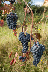 Pormenor de cachos de uvas tintas org&acirc;nicas de elevada qualidade. Produ&ccedil;&atilde;o de vinho tinto Vinho Verde.