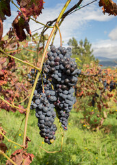 Pormenor de cachos de uvas tintas org&acirc;nicas de elevada qualidade. Produ&ccedil;&atilde;o de vinho tinto Vinho Verde.
