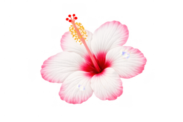White and pink hibiscus flower blooming, showing tropical nature, beauty, and botanical detail on a transparent background