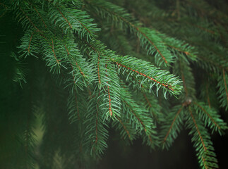 Dwarf Alberta spruce ,Picea glauca, needles texture. Evergreen perennial coniferous plant used as decoration in landscape design of park or garden. Natural coniferous texture. Selective focus. 