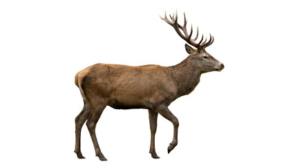 Fototapeta premium Majestic red deer stag with large antlers shown in full body view, isolated on transparent background. Ideal for wildlife design, advertising, and commercial projects.