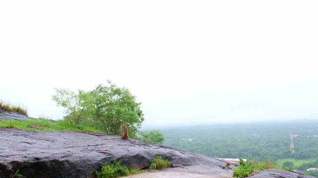 Wild monkeys of the island of Sri Lanka. Macaques on the Pidurangula Rock, a meeting during the ascent to the observation rock overlooking Sigiriya.