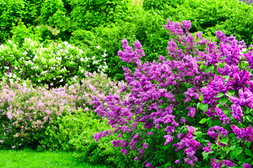 Obraz premium Purple lilac bush in spring,Volksgarten public park in Vienna,Austria
