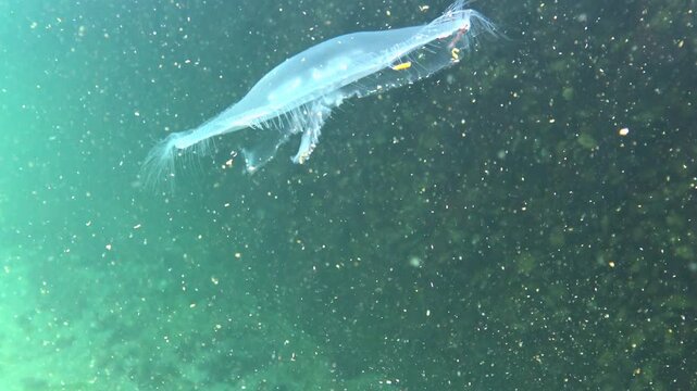 The moon jellyfish Aurelia aurita is swimming in the clear water column of the Black Sea