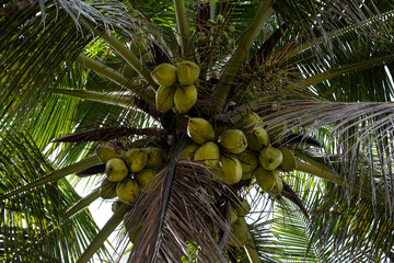 Fototapeta premium Coconut palm with fruits. Coconuts on the palm tree.