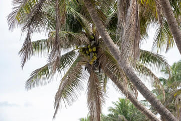 Fototapeta premium Coconut palm with fruits. Coconuts on the palm tree.