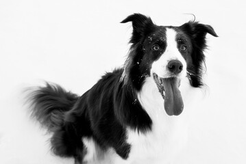 Beautiful and smart border collie dog enjoying winter outside on walk playing happy in snow on winter day