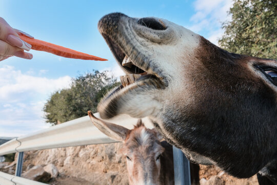 Wild Cypriot donkeys being fed carrots by tourists on the Karpas Peninsula in Cyprus, close up of open mouth, rural travel attraction, animal interaction and eco tourism concept.