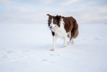 Beautiful and smart border collie dog enjoying winter outside on walk playing happy in snow on winter day