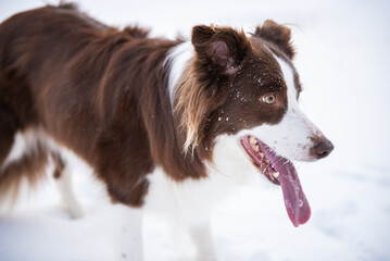 Beautiful and smart border collie dog enjoying winter outside on walk playing happy in snow on winter day