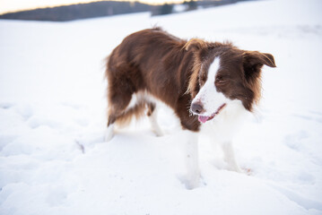 Beautiful and smart border collie dog enjoying winter outside on walk playing happy in snow on winter day