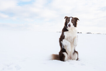 Beautiful and smart border collie dog enjoying winter outside on walk playing happy in snow on winter day