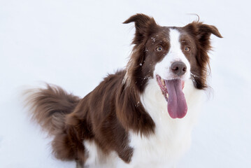 Beautiful and smart border collie dog enjoying winter outside on walk playing happy in snow on winter day
