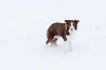 Beautiful and smart border collie dog enjoying winter outside on walk playing happy in snow on winter day