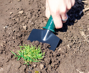 Hand removing weeds from soil with small garden hoe, close-up of gardening work, eco-friendly weed control, spring garden maintenance and plant care. High quality photo